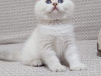 British longhair ve shorthair