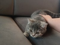 Kedilerim Saf Kandır Bilginize