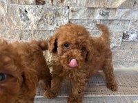 SHOW CLLAS RED BRWON TOY POODLE YAVRULAR