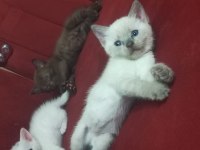 SAĞLIKLI KEDİMİZ