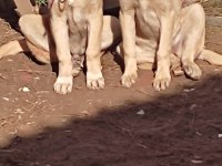 Sahibinden kangal erkek ve dişi
