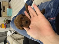 Kore Toy Poodle