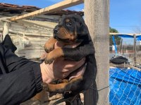 Macar Kafa Rottweiler Yavrular