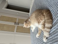 Sakin uysal bir exotic shorthair kedidir