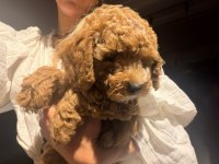 Toy Poodle Yavrular Irk Sağlık Garantili