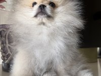 Pomeranian boo köpeği