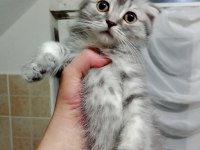 Tatlış ponçik scottish fold silver