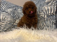 Toy Poodle Dişi Yavru