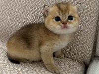 Dişi Golden British Shorthair Bebekler