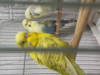 Damızlık jumbo erkek ve dişiler show jumbo erkek muhabbet