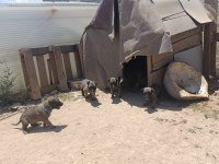 45 Günlük Belçika Malinois Irkı