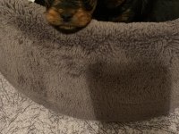 Safkan tüy dökmez koku alerji yapmaz yorkshire terrier