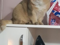 Orjinal safkan golden black british shorthair baskın erkek