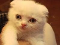 2 Aylık Scottish Fold Dişi Kedimi Sahiplendiriyorum