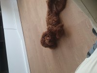 Dünya tatlısı toy poodle bebek
