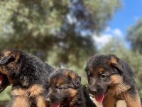 Muhteşem Alman Çoban Köpeği Yavrularımız