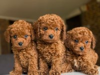 Orijinal toy poodle bebeklerimiz