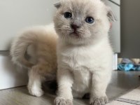 British longhair ve scottish shorthair bluepoint yavrular