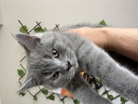 3 aylık dişi british shorthair