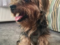 Yorkshire terrier pablo yuva arıyor