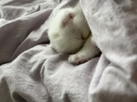 Sevimli sağlıklı scottish fold yavrularımız