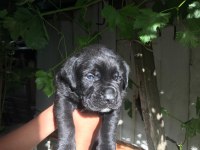Cane Corso Yavrularımız