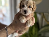 SAFKAN IRK GARANTİLİ MALTİPOO BEBEKLERİM