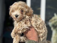 Ankaranın en güzel kore maltipoo yavruları