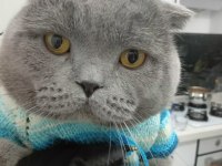 British Shorthair Yavru Sütten Kesildi
