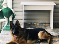 K9 Güzel temiz bir eğitimli bir köpek alman kurdu