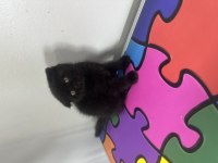 Scottish fold erkek yavrular yeni evleri için hazır