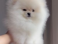 Irk ve sağlık garantili Pomeranian Boo yavrular