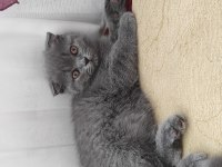 Scottish fold anne baba british
