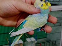 Rainbow damızlık erkek muhabbet kuşları.