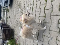 Köpegim 9 Aylık Bütün Aşıları Tam Eğitimli