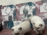 Kar topu yavru kediler aşırı uysal ve sevimliler