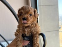 A kalite orijinal TOY poodle
