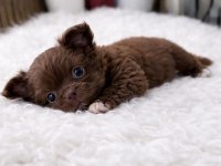 Çikolata WC eğitimli mini boy chihuahua