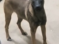 Yavru belçika malinois belçika kurdu