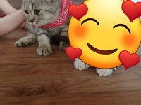 British shorthair yavrularım