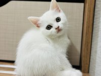 Dişi british shorthair bebekler