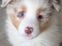 Çok iyi border collie yavruları İstanbul