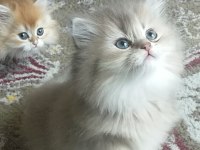 BRİTİSH Longhair yavrularımız yeni ailelerine gitmeye hazır