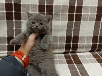 Gri Koca Kafalı Yavru British Shorthair