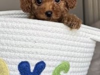 Toy Poodle Minyatür