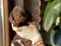 Chocolate tan ve chocolate merle dachshund yavruları