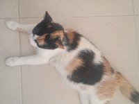 ACİL YUVA KEDİLERE