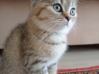 Yeni yavrumuz evine gitmeye hazır british shorthair