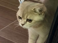 British Shorthair Ücretsiz Sahiplendirme