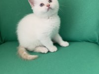 Safkan british shorthair bebeklerim
